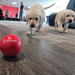 Susquehanna Service Dogs 2025